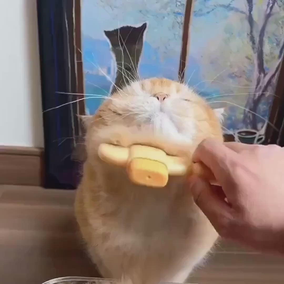Vidéo